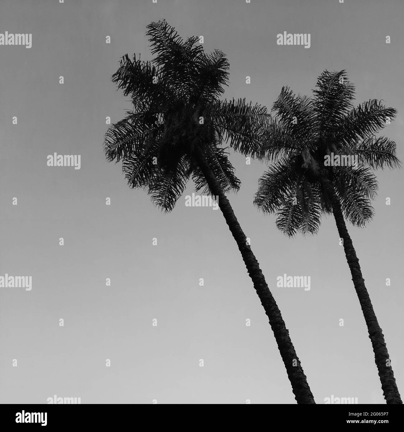 Low angle shot of palm trees under a cloudy sky Stock Photo - Alamy