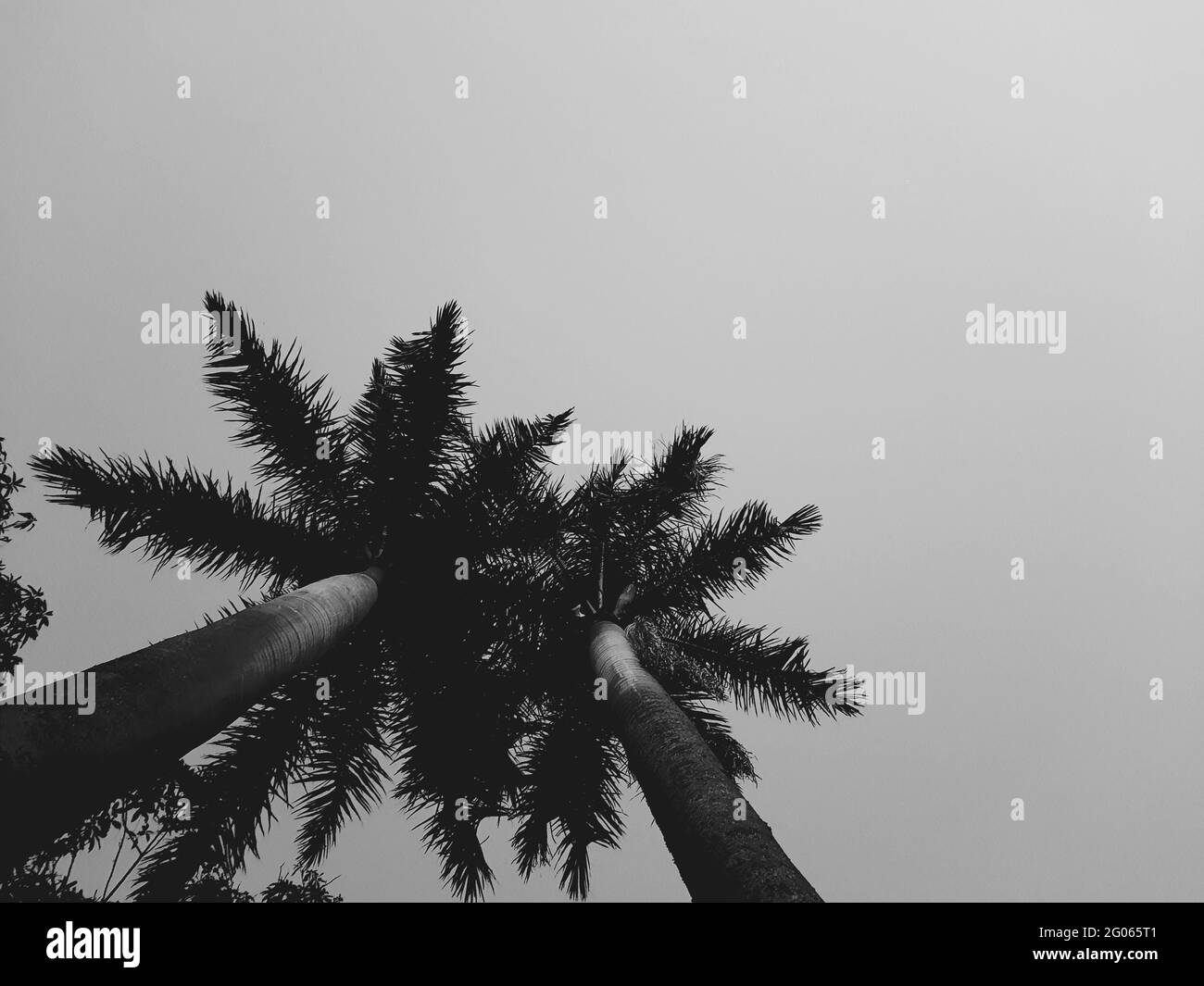 Low angle shot of palm trees under a cloudy sky Stock Photo - Alamy