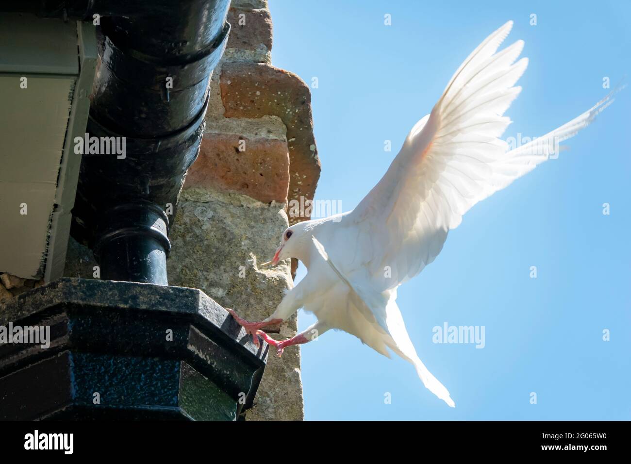 A white dove perching on the edge of a black gutter hopper Stock Photo