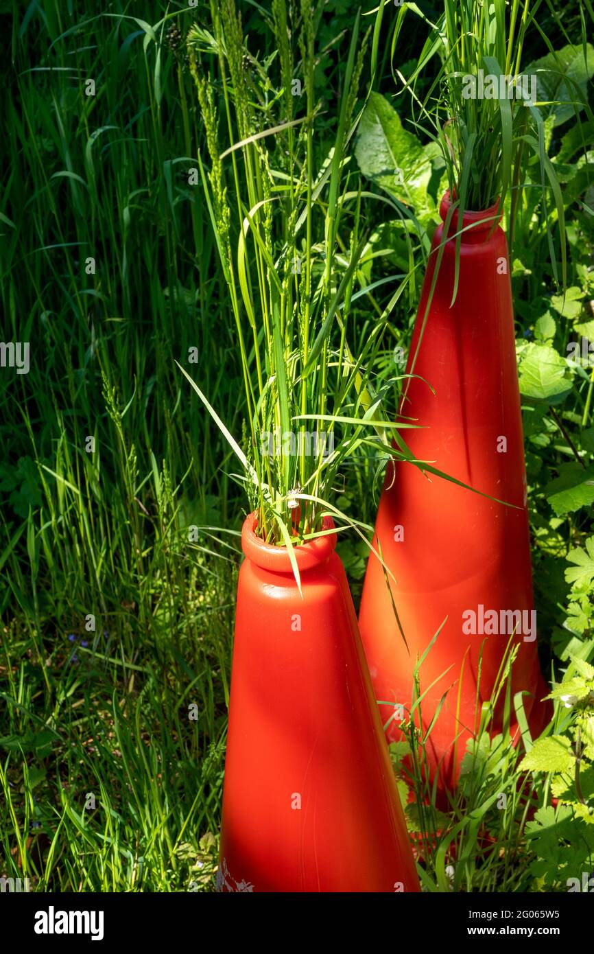Tall grass forced to grow through a traffic cone giving the appearance of a Roman candle firework Stock Photo