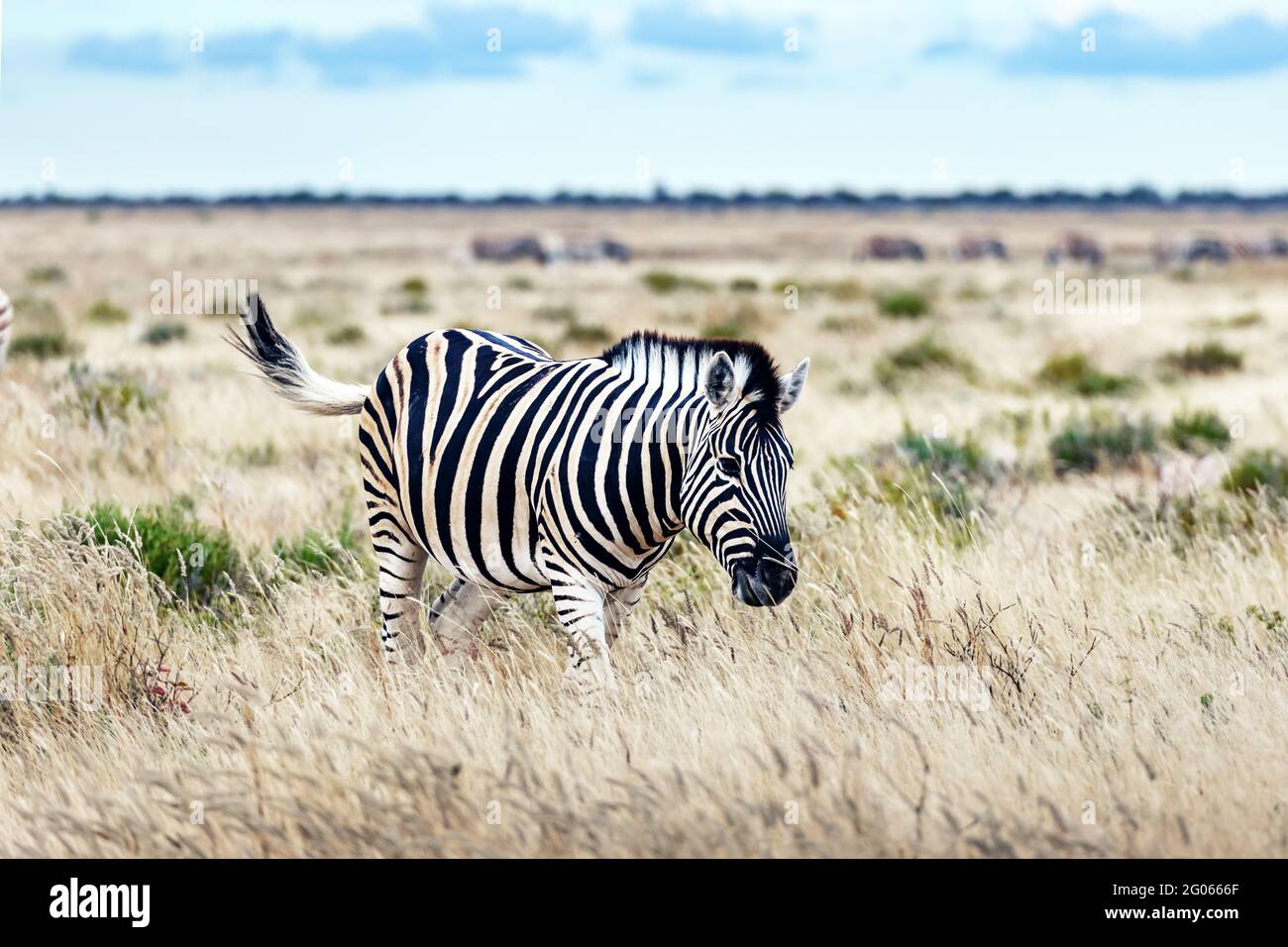 African plains zebra on the dry brown savannah grasslands browsing and