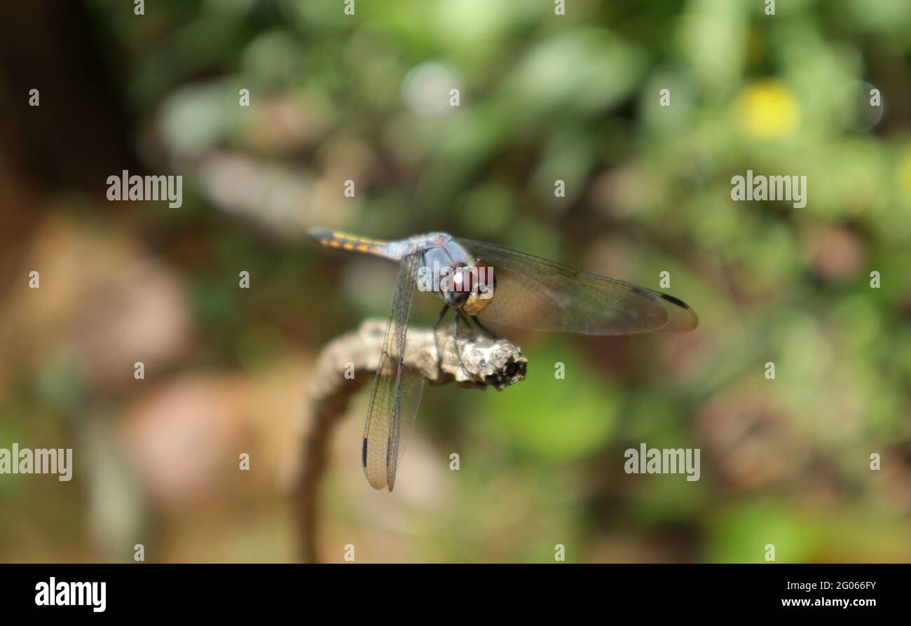 Extreme close of a Trithemis annulata ( purple blushed darter) dragonfly's rear parts including face,foreground in focus Stock Photo