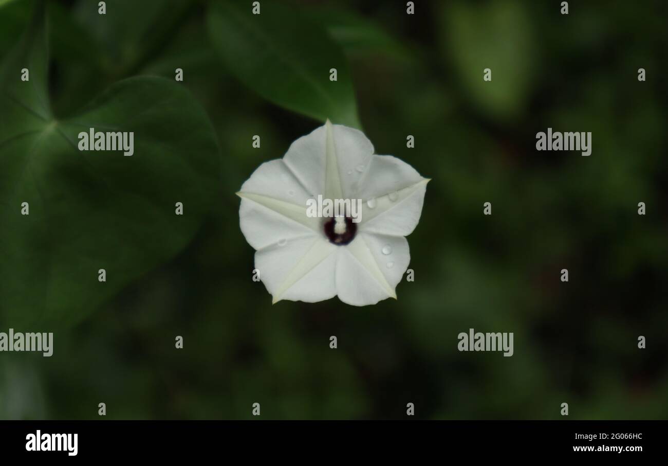 White flower view from above hi-res stock photography and images - Alamy
