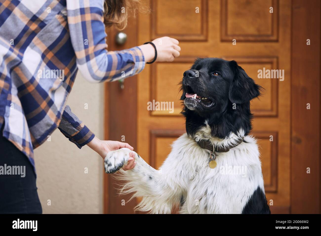 Dog (Czech mountain dog) giving paw teenage girl during obedience training against door of house. Stock Photo