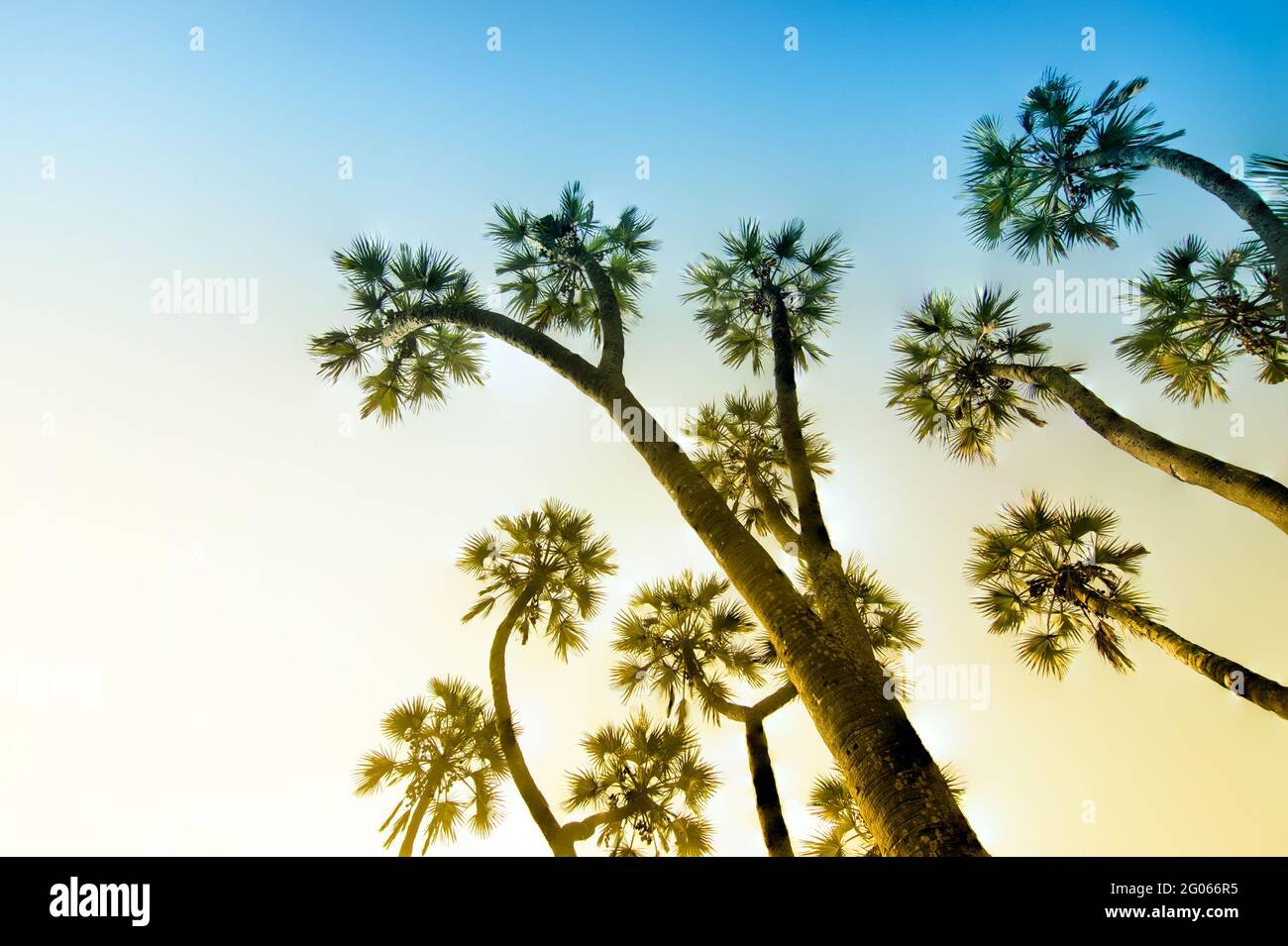 Focus stacked image of palm trees , high up to blue sky in background. Beautiful nature stock image, Indian natural scenic view. Stock Photo