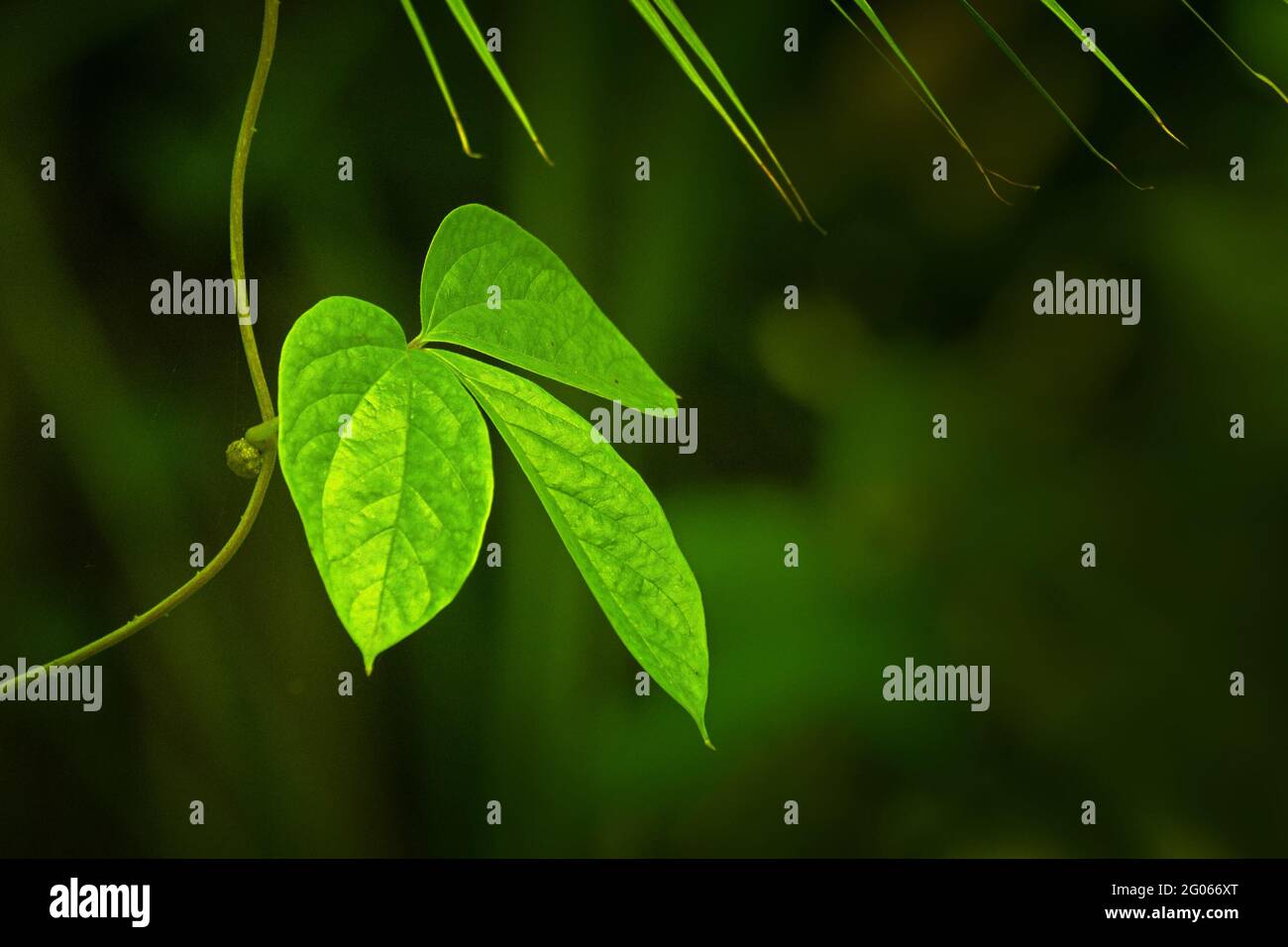 Green leaves, texture of nature, stock photograph with natural background Stock Photo