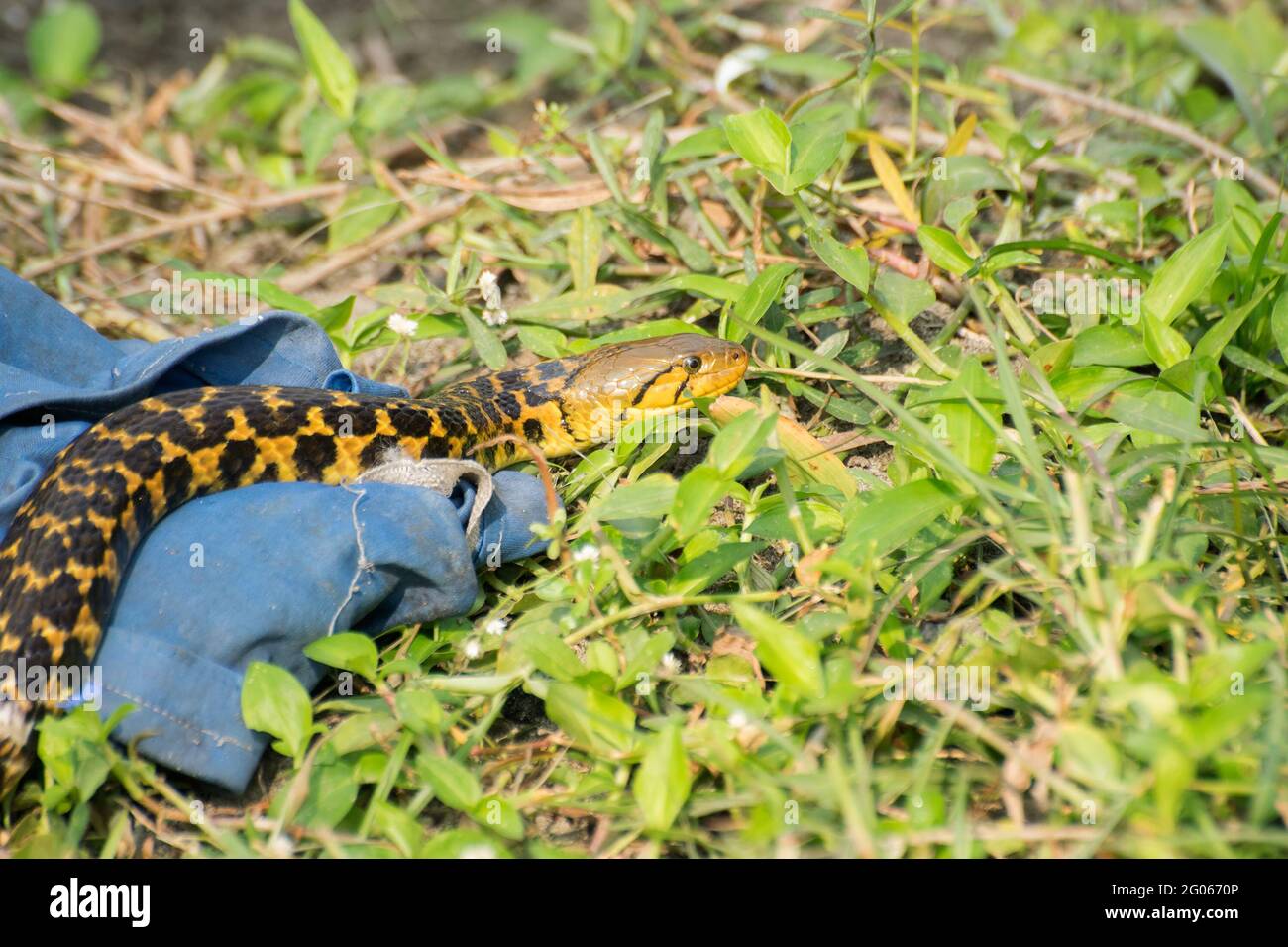 Beautiful yellow snake with black spots coming out of it's hide, nature ...