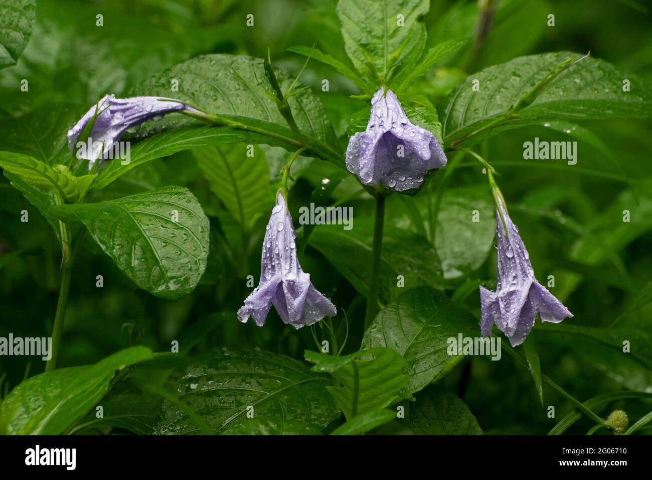 Datura Hybrid, Devil-s Trumpet, Horn of Plenty, Downy Thorn Apple - Black Currant Swirl flower with raindrops on them. Monsoon image of natural beauty Stock Photo