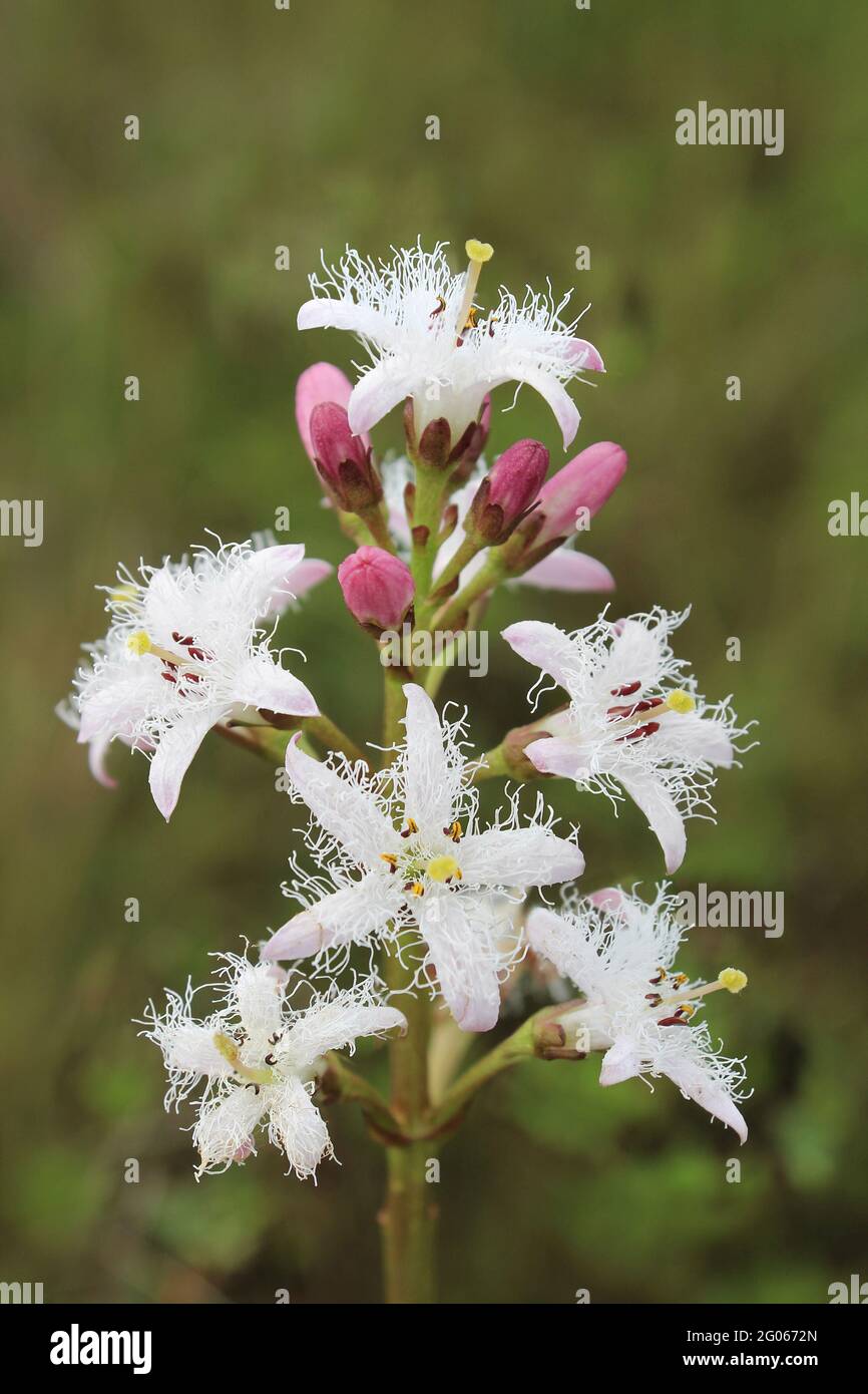 Bogbean Menyanthes trifoliata Stock Photo