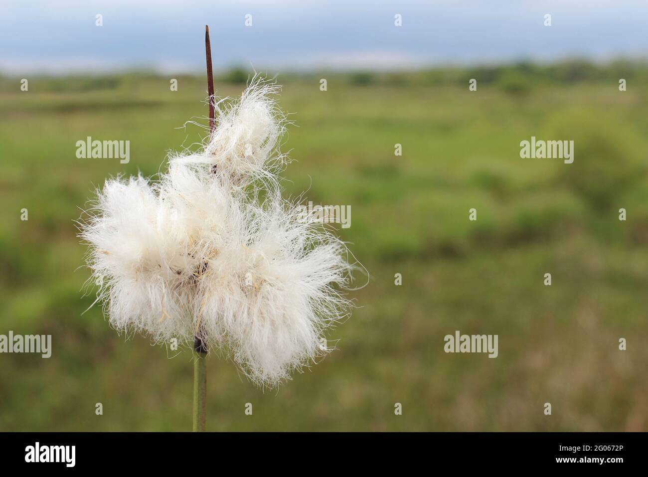 Common cotton-grass Eriophorum angustifolium Stock Photo