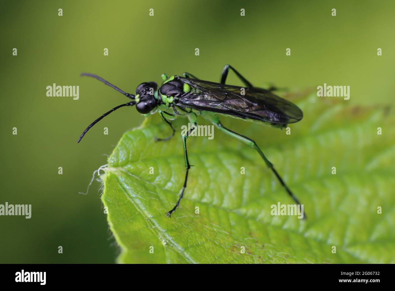 Lime Green Sawfly Tenthredo mesomela Stock Photo