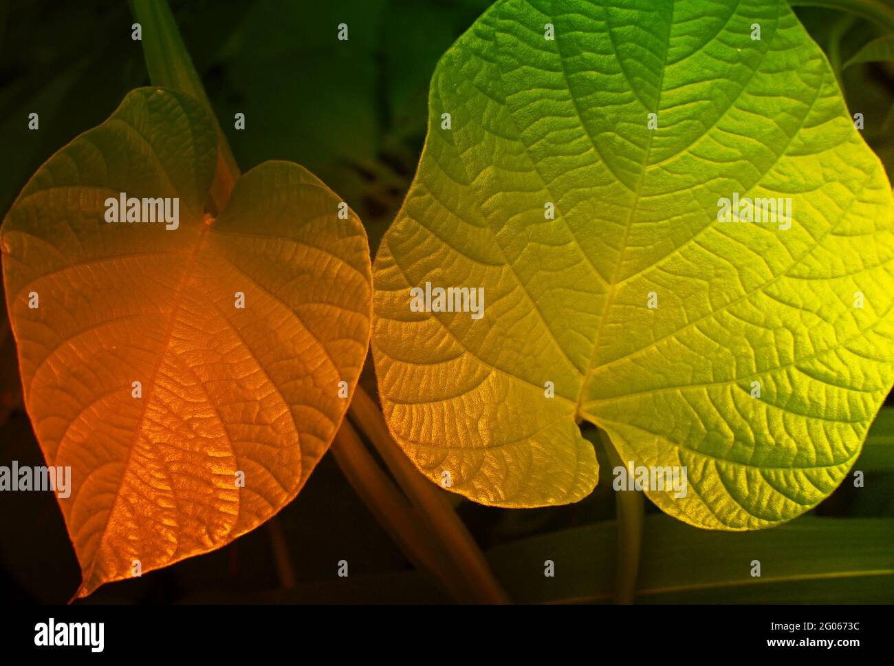 Green leaves, texture of nature, stock photograph with natural background, filtered image Stock Photo