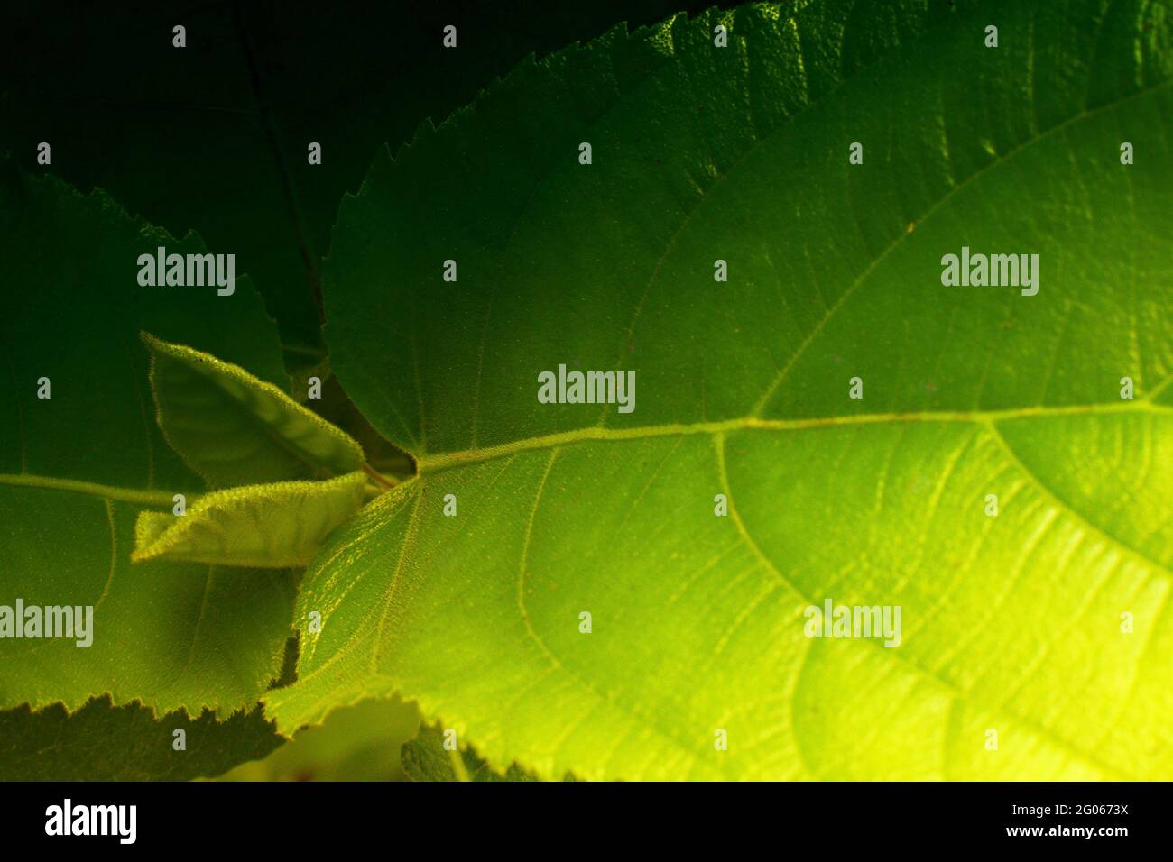 Green leaves, texture of nature, stock photograph with natural background Stock Photo