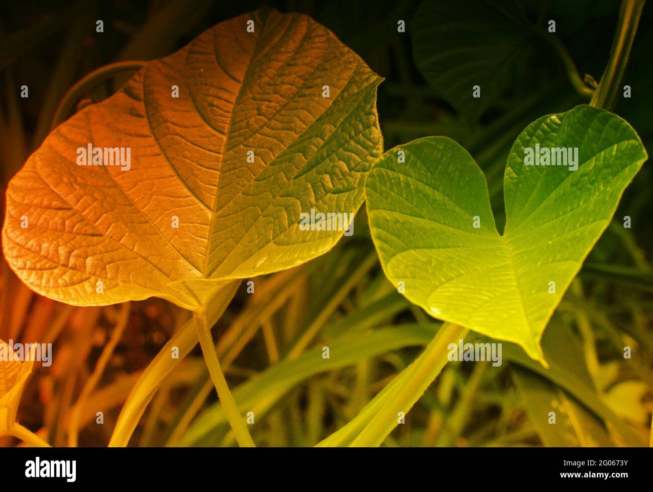 Green leaves, texture of nature, stock photograph with natural background, filtered image Stock Photo