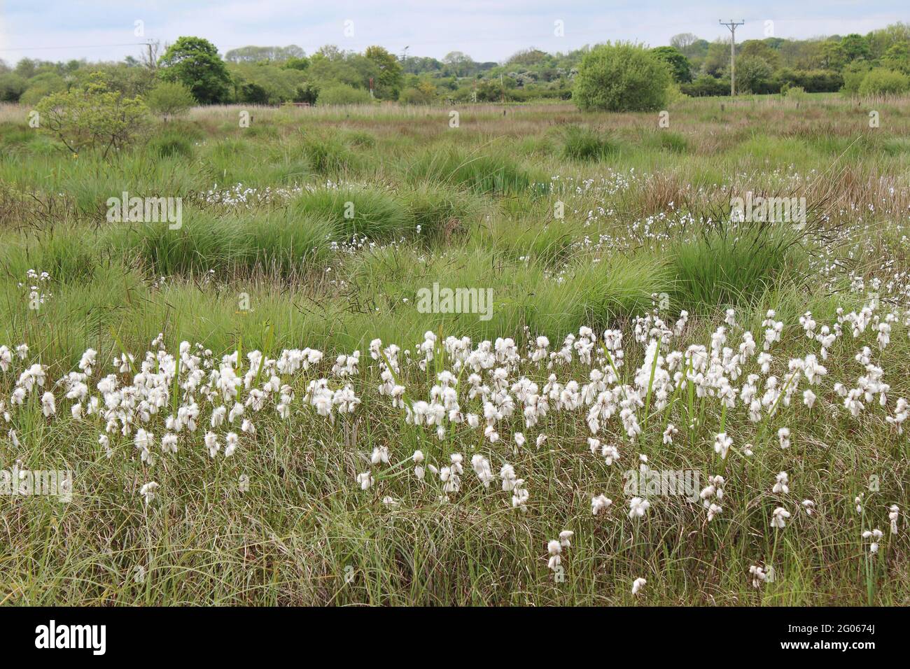 Common cotton-grass Eriophorum angustifolium at Cors Erddreiniog NNR - the largest of Anglesey’s Fens, Wales, UK Stock Photo