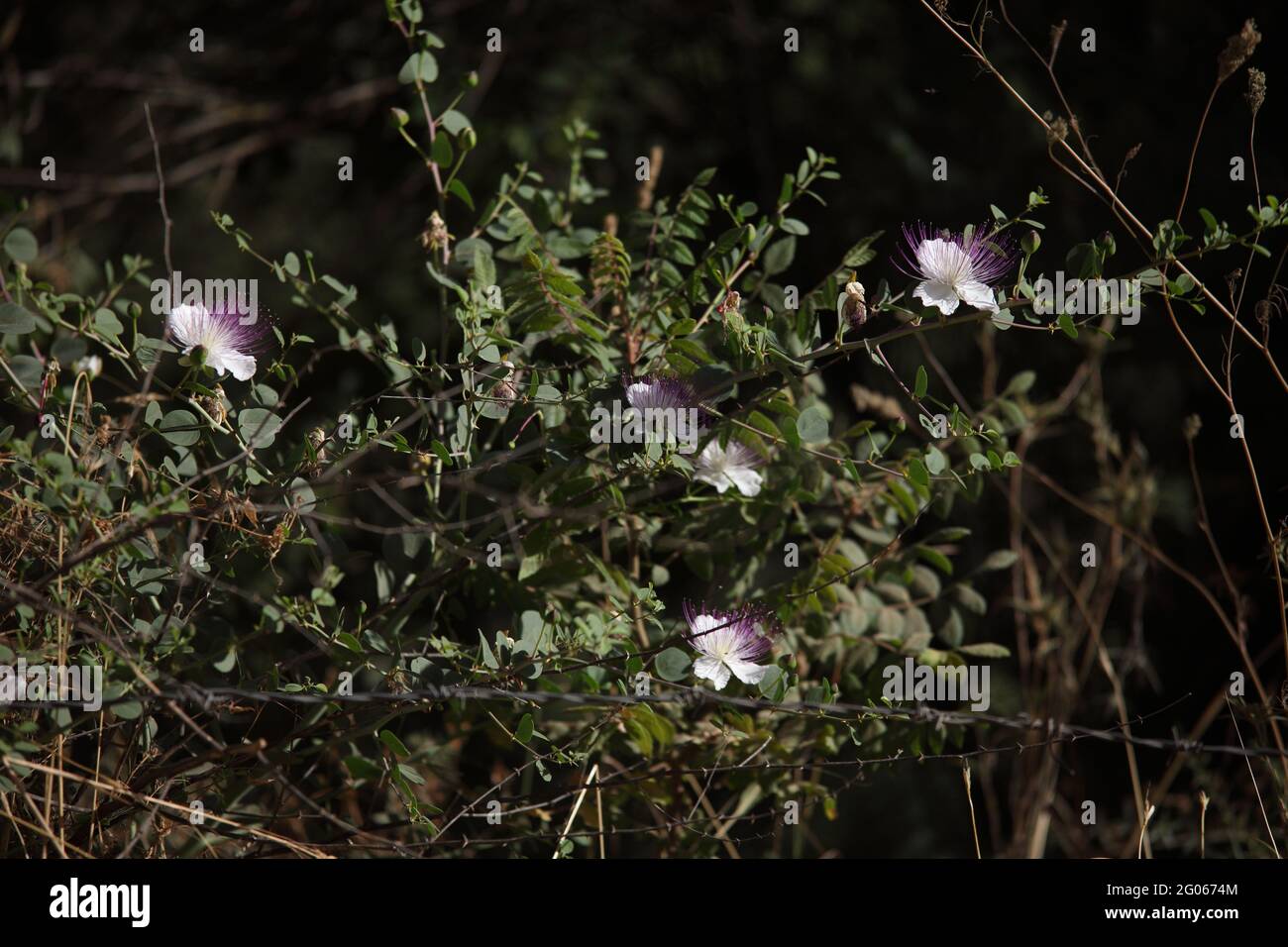 golden thread plant Spiraea Gold Thread™ main image 1