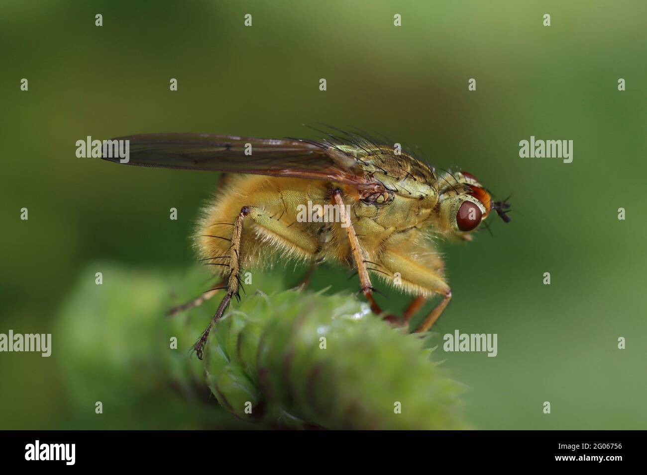 Yellow Dung Fly Scathophaga stercoraria Stock Photo