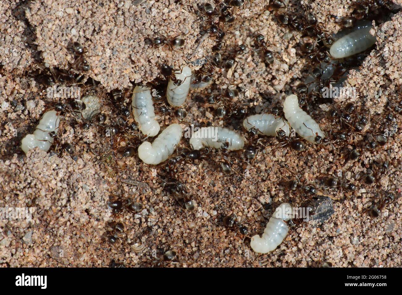Ants With Larvae Stock Photo