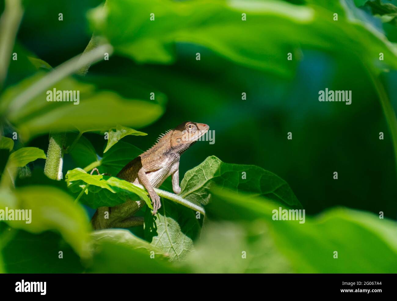 Beautiful Indian gecko inside a bush looking out ,  green foliage background, morning light , Kolkata, India - nature stock photograph Stock Photo