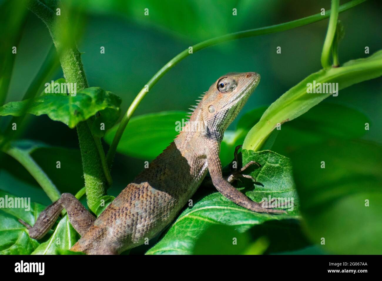 Beautiful Indian gecko inside a bush looking out ,  green foliage background, morning light , Kolkata, India - nature stock photograph Stock Photo