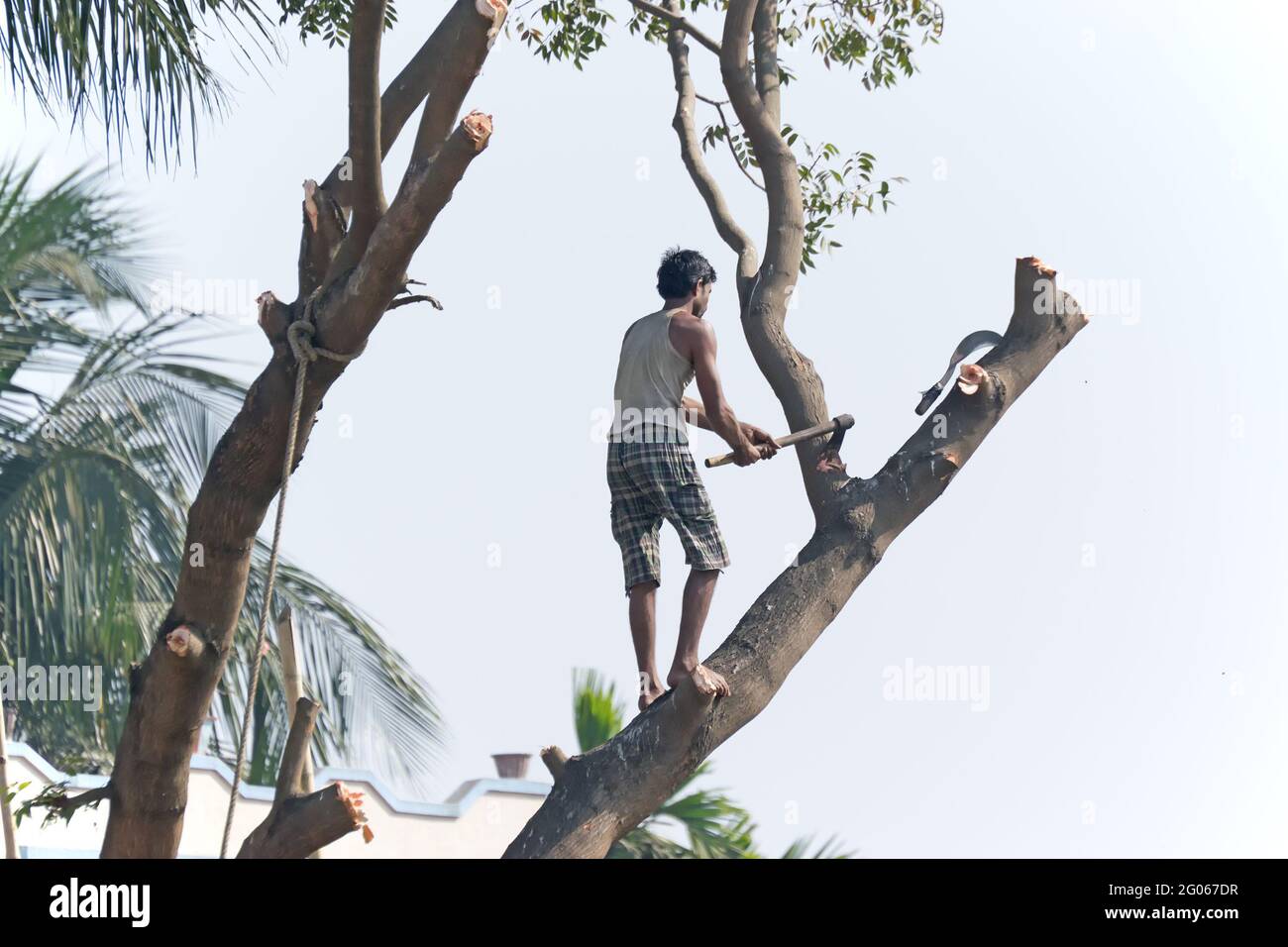 KOLKATA, WEST BENGAL / INDIA - JANUARY 29TH : Unidentified man cutting tree for making space available for urban growth. India is growing economy. Stock Photo