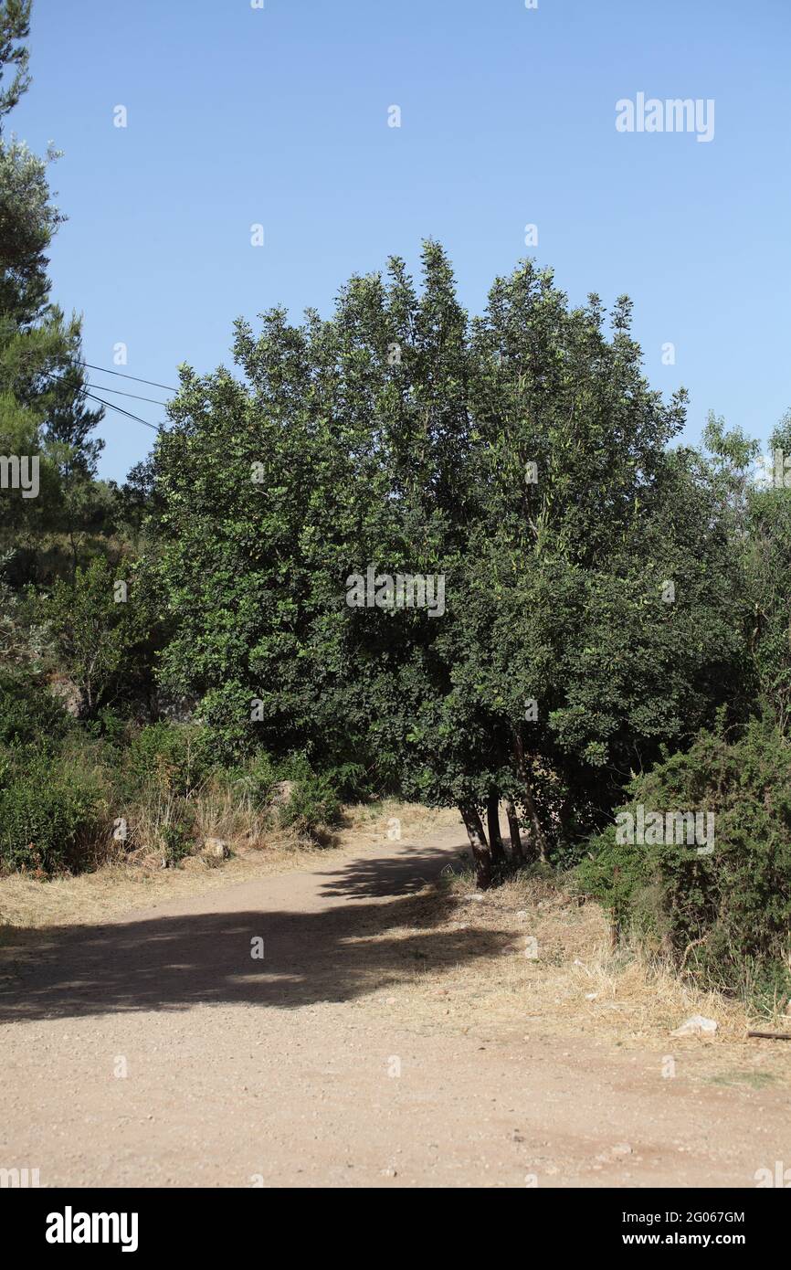 Carob Tree, St. John's Bread, the fruit is sweet, it may be the Honey