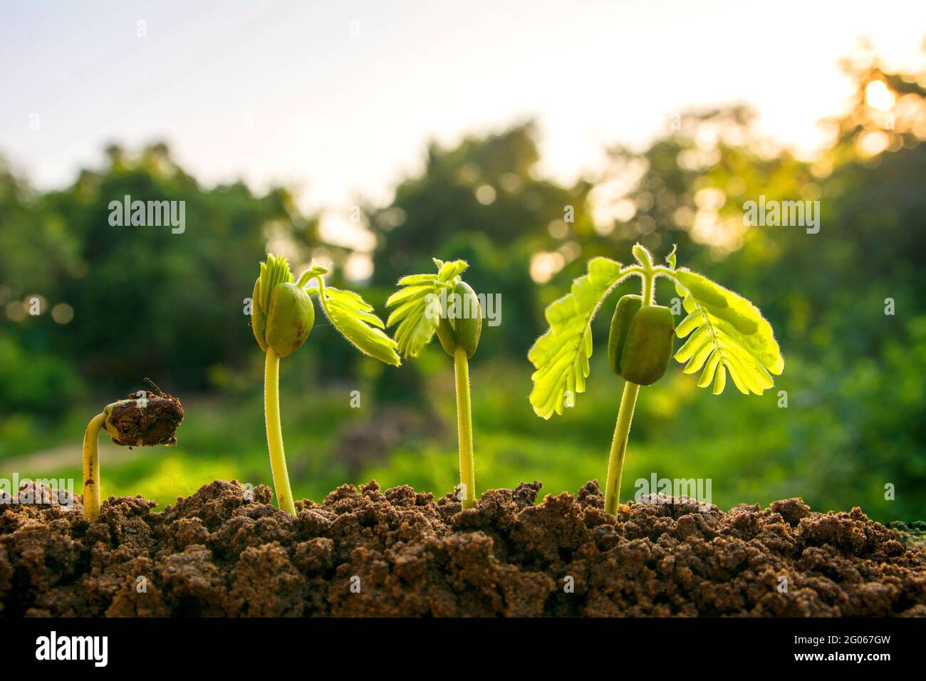 spring seed to tree, agriculture plant seeding growing step concept in ...