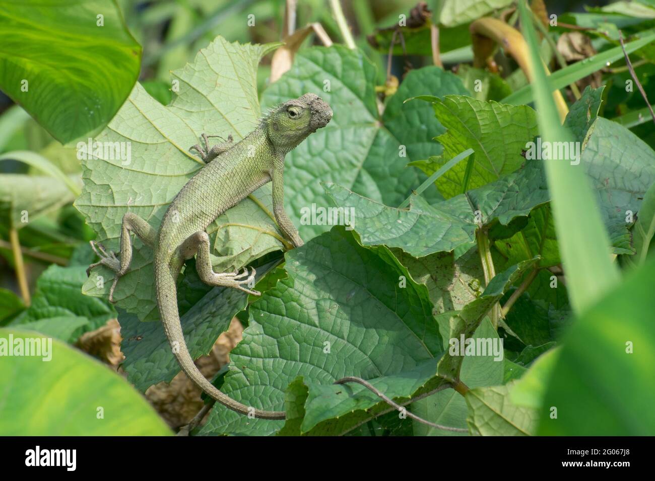 Indian gecko inside a bush looking out , green foliage background, morning light , Kolkata, India - nature stock photograph Stock Photo