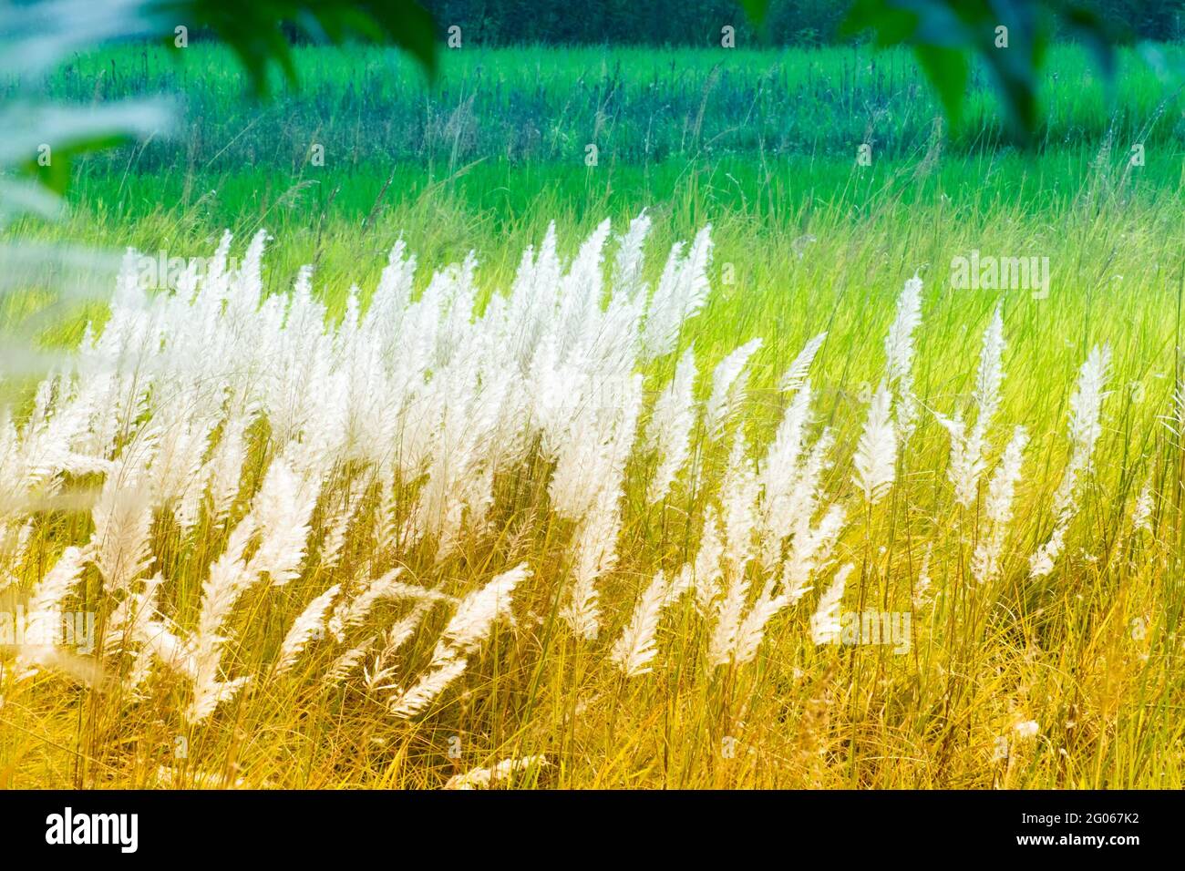 Grass moving by wind hires stock photography and images Alamy