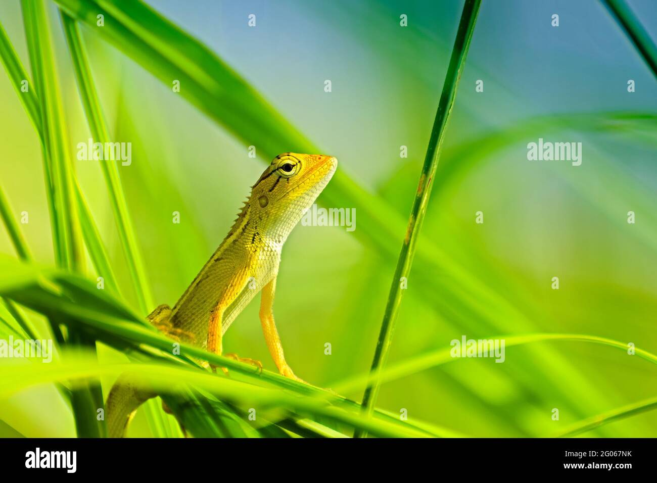 Beautiful Indian gecko inside a bush looking out , green foliage background, morning light , Kolkata, India - nature stock photograph Stock Photo
