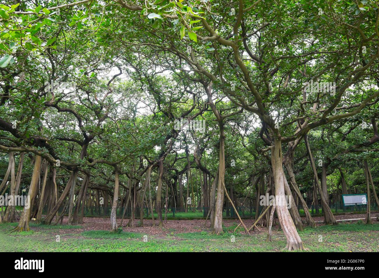 The Great Banyan is a banyan tree (Ficus benghalensis) located in ...