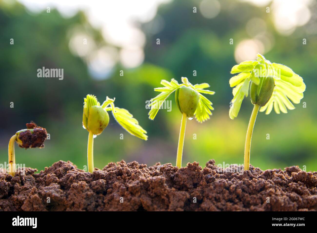 spring seed to tree, agriculture plant seeding growing step concept in ...