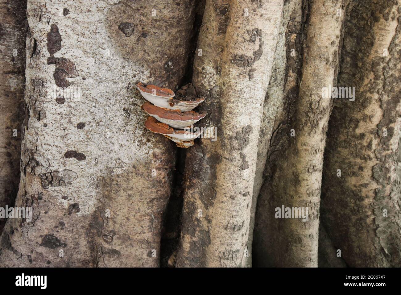 Old brown textured tree root with dead fungus in a jungle , moody image of nature. Image shot at Kolkata, Calcutta, West Bengal, India Stock Photo