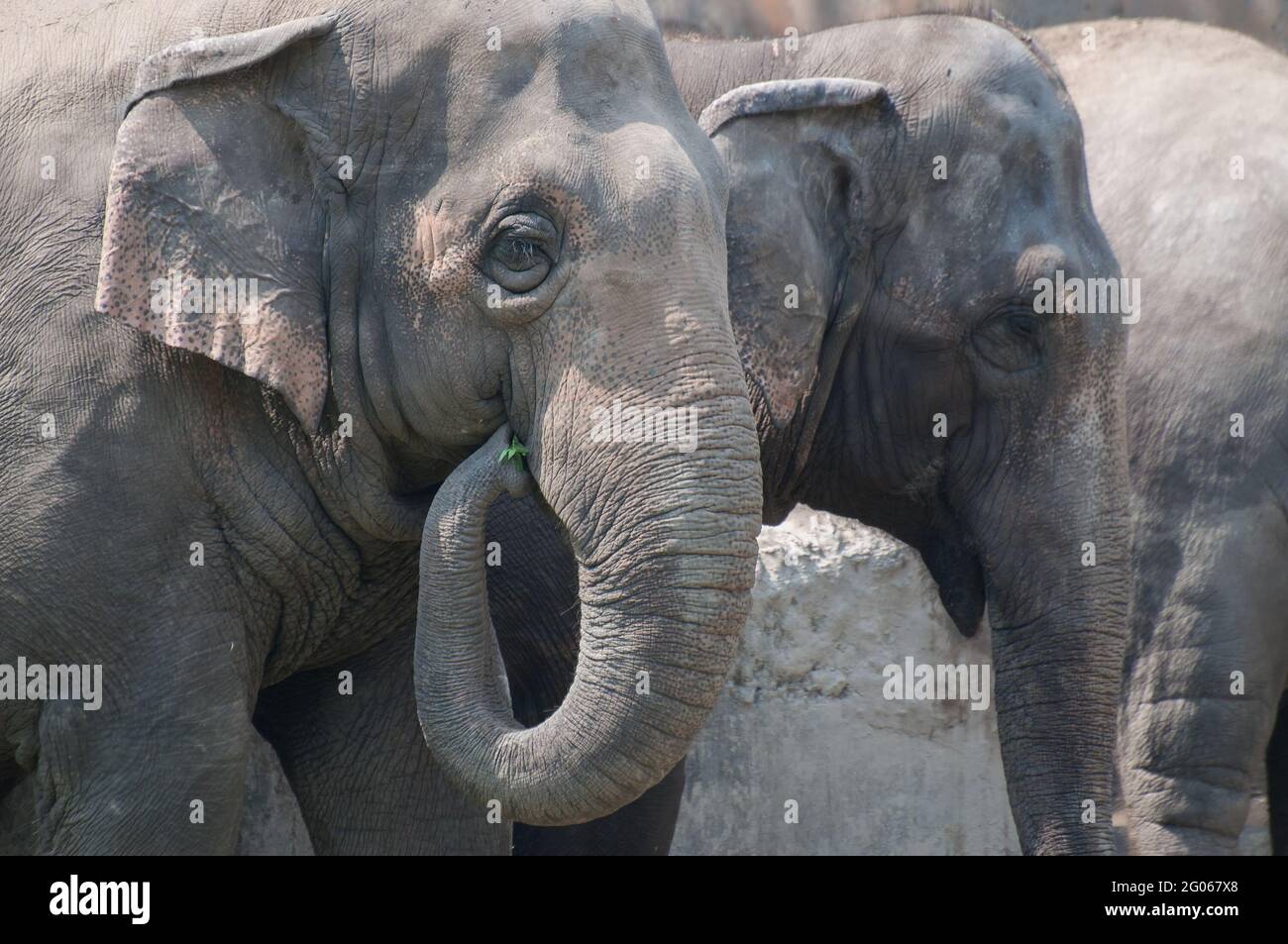Nice group of elephants eating vegetables, Kolkata, West Bengal, India. Outdoor stock image. Stock Photo