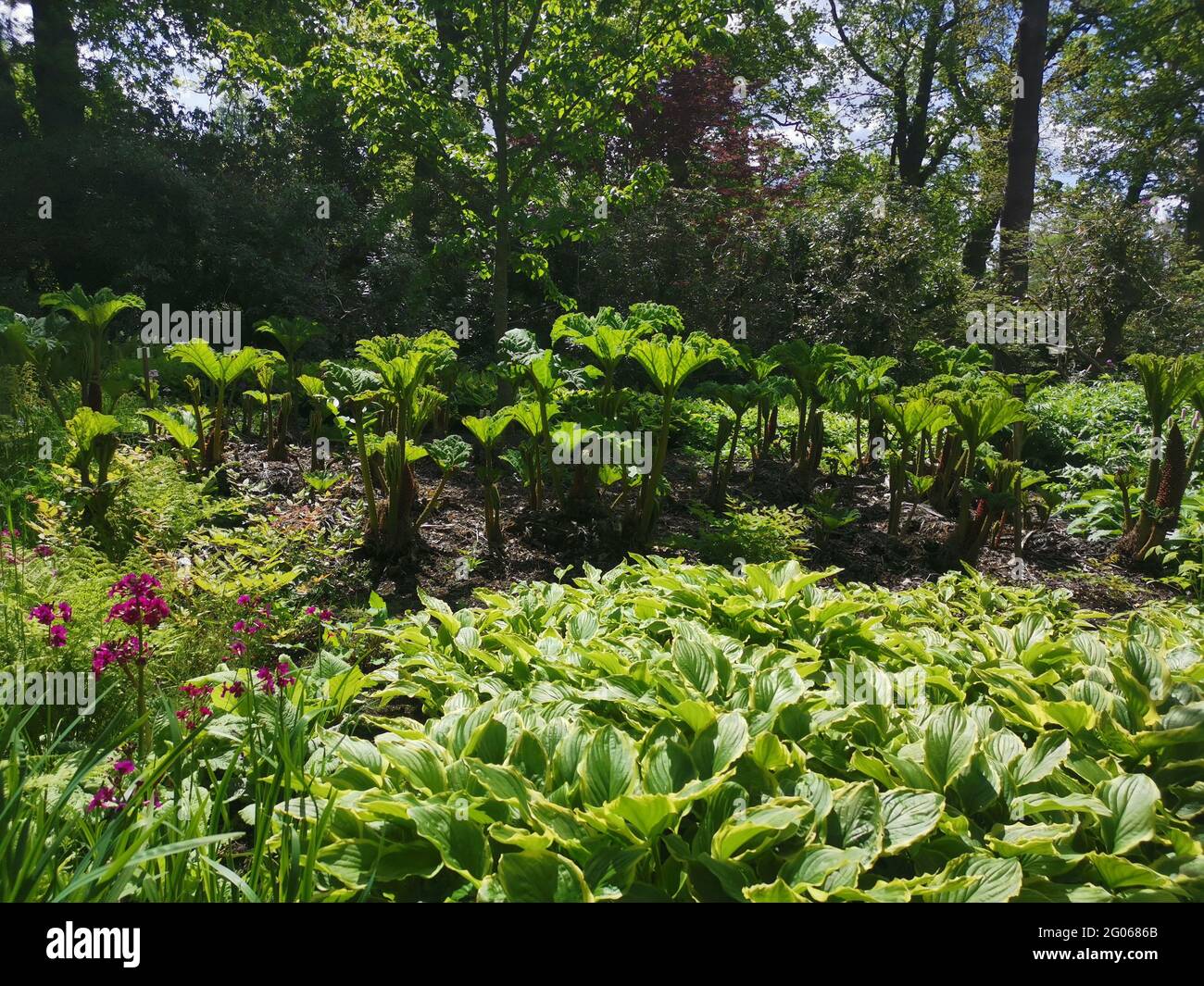 Beautiful lush spring foliage on sunny day including gunnera and hosta leaves Stock Photo