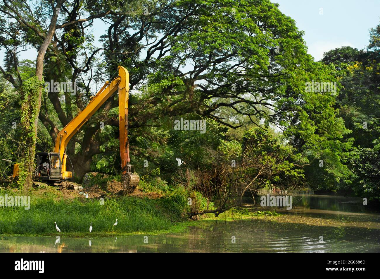 Destruction of forest, deforestation and damaging environment Stock Photo