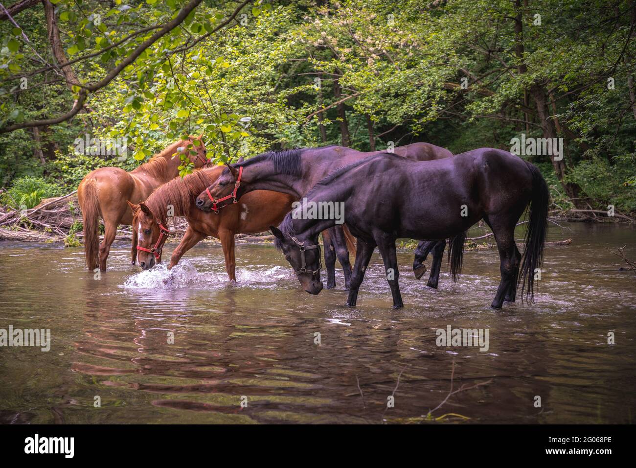 A herd of beautiful horses drinking water from river Gradac Stock Photo