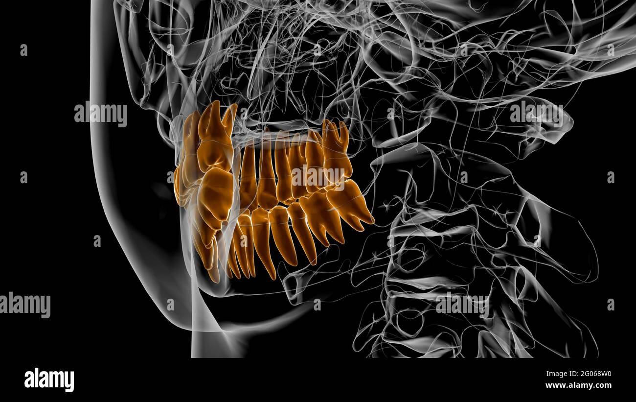 Human Teeth Anatomy 3D Illustration For Medical Concept Stock Photo - Alamy