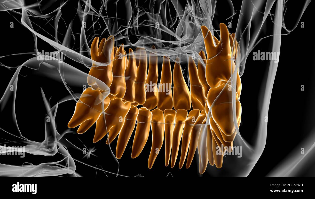 Human Teeth Anatomy 3D Illustration For Medical Concept Stock Photo