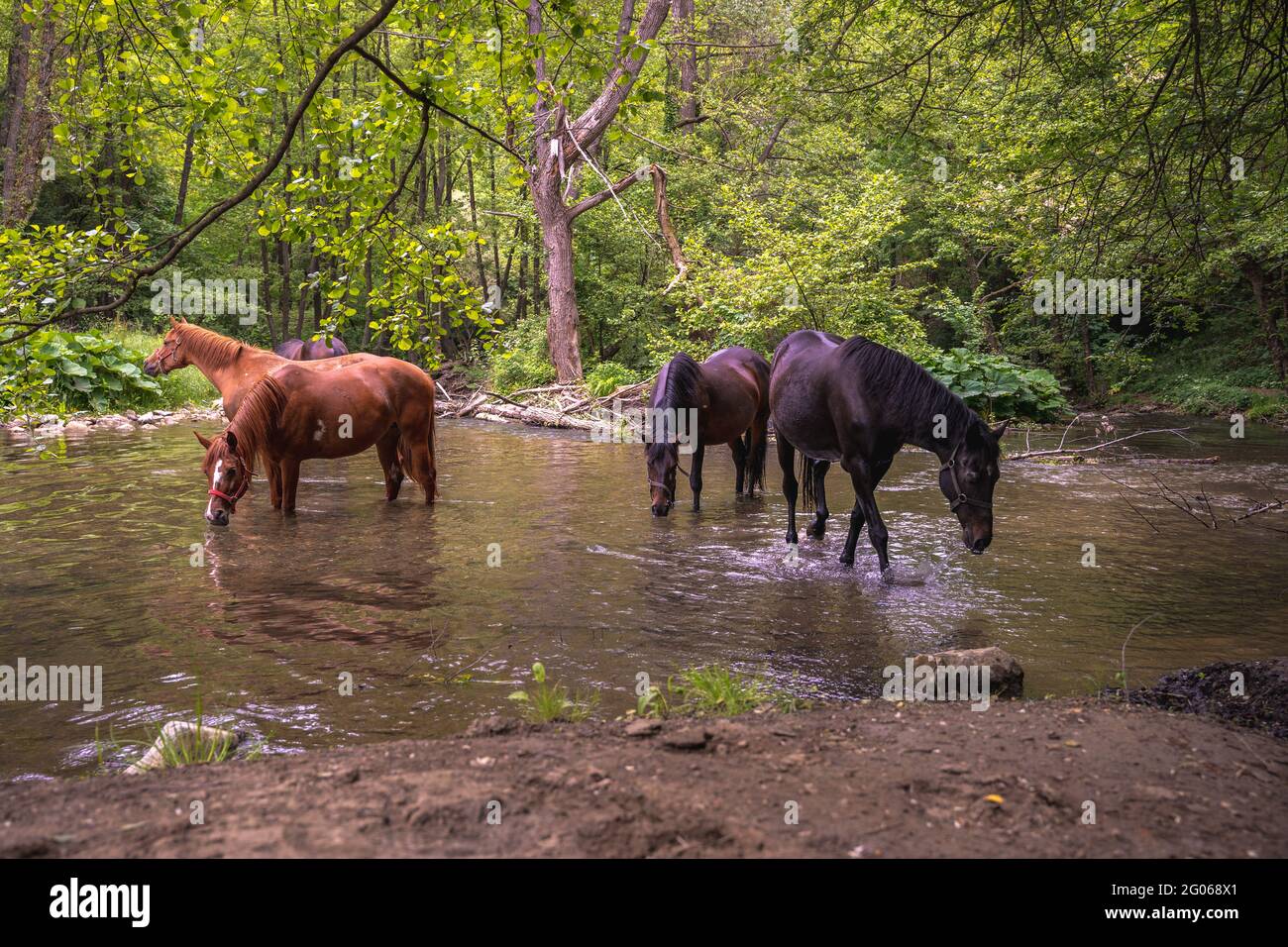 Horse drinking water from stream hires stock photography and images
