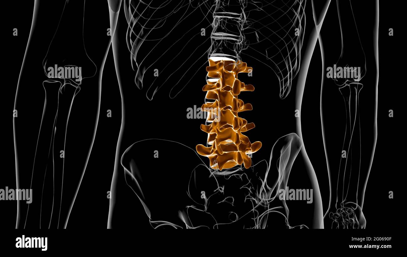 Human Skeleton Vertebral Column Lumbar Vertebrae Anatomy 3D Illustration Stock Photo