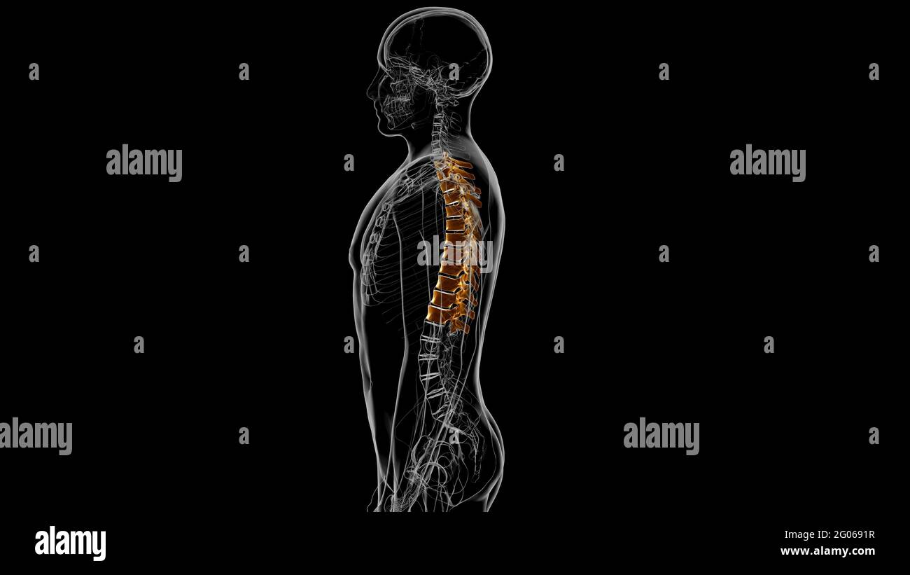 Human Skeleton Vertebral Column Thoracic Vertebrae Anatomy 3D Illustration Stock Photo