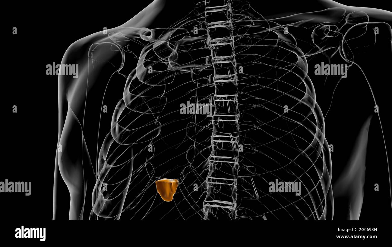 Human Skeleton Xiphoid process Anatomy 3D Illustration Stock Photo