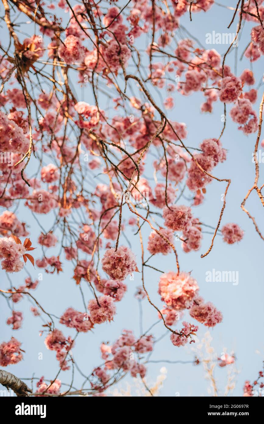 Pink Cherry Blossom with Blue Sky Stock Photo - Alamy