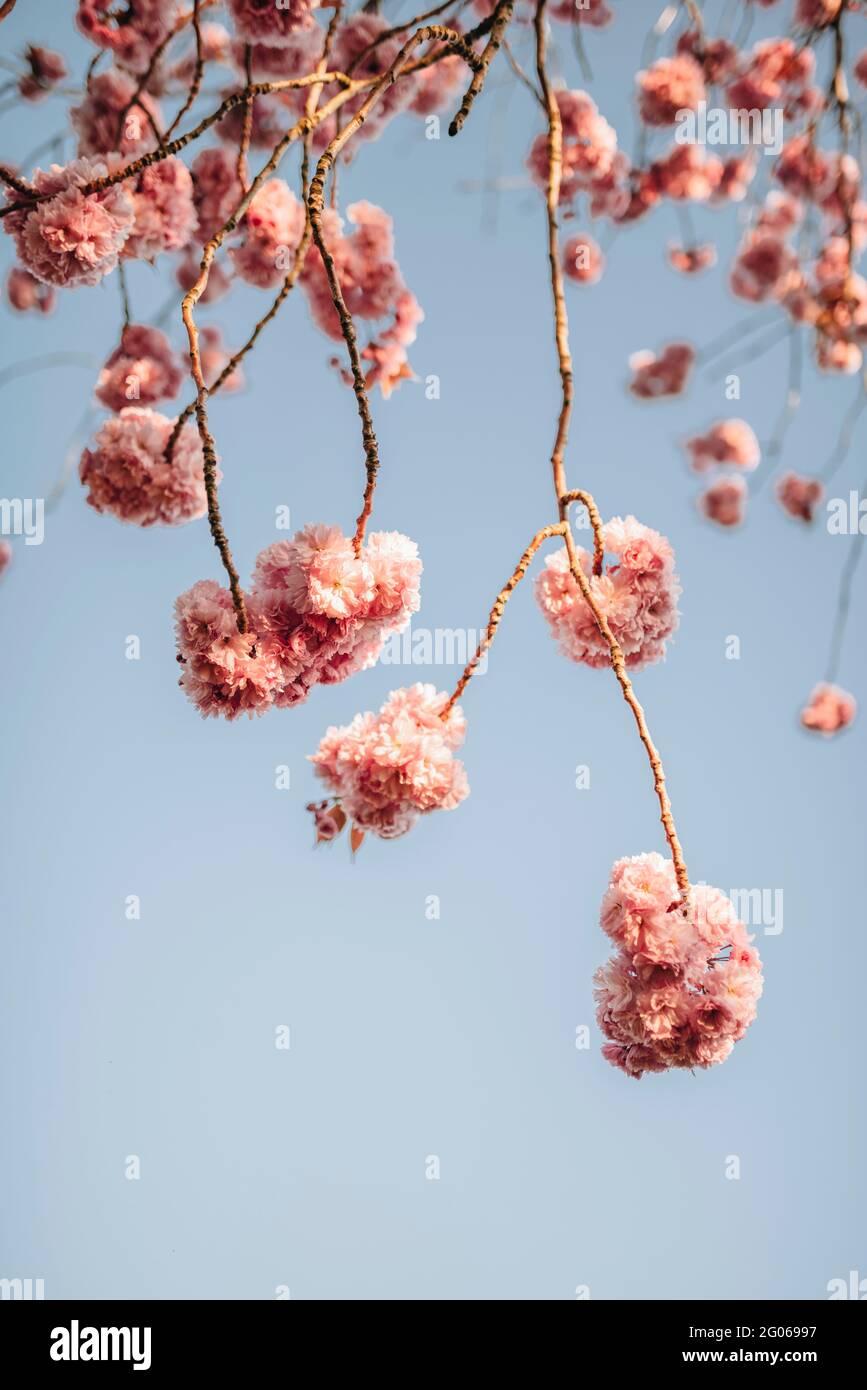 Pink Cherry Blossom with Blue Sky Stock Photo - Alamy