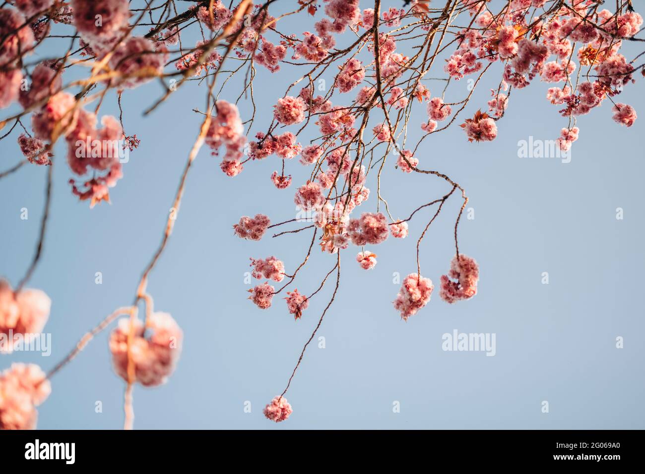 Pink Cherry Blossom with Blue Sky Stock Photo - Alamy