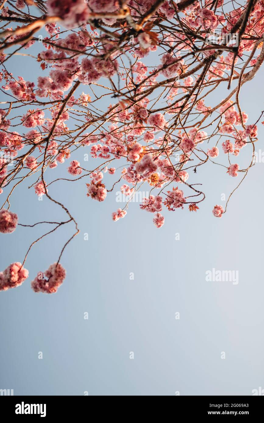 Pink Cherry Blossom with Blue Sky Stock Photo - Alamy