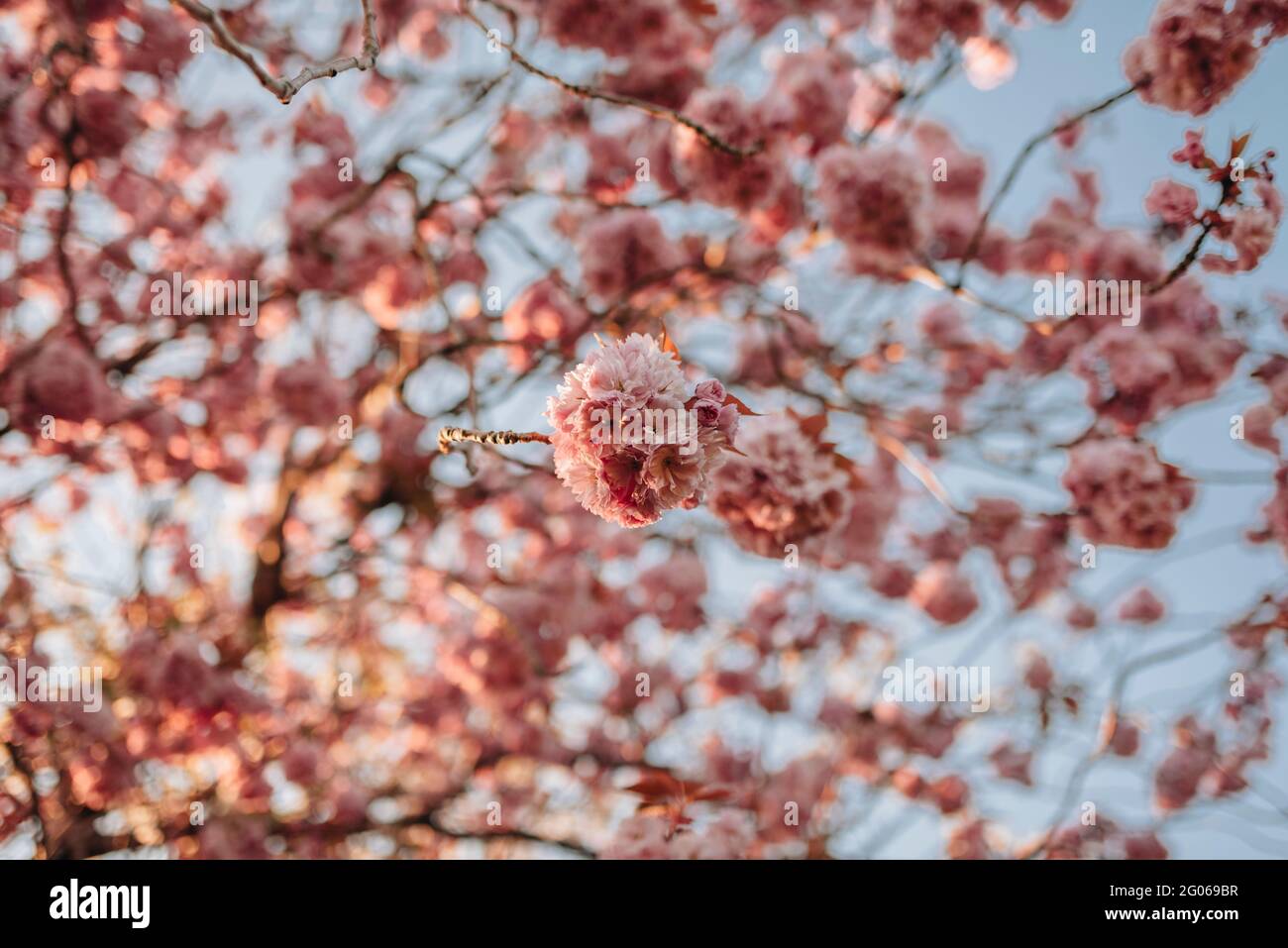 Pink Cherry Blossom with Blue Sky Stock Photo - Alamy