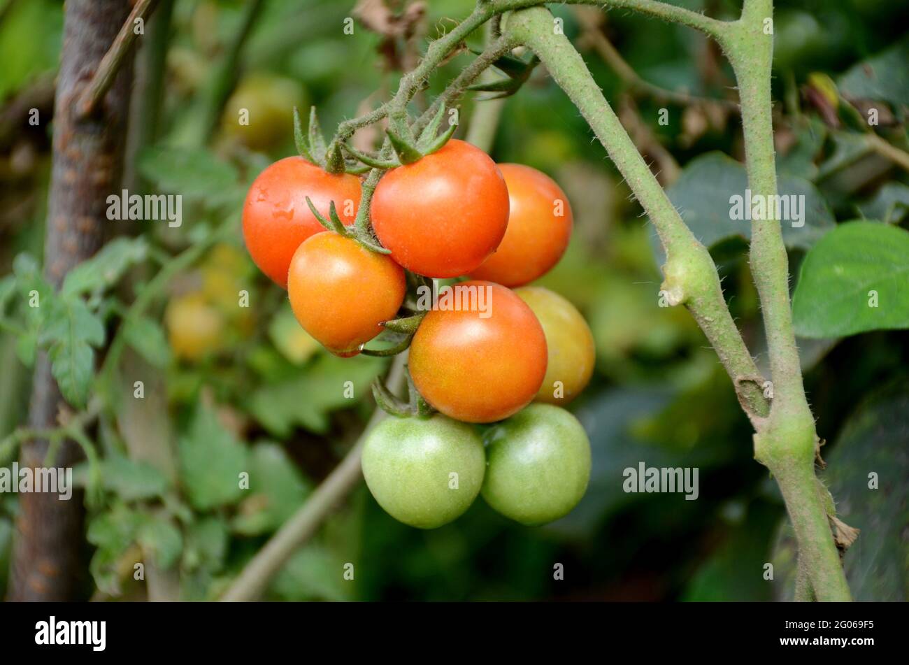 closeup the bunch red ripe tomato with plant and leaves growing in the ...