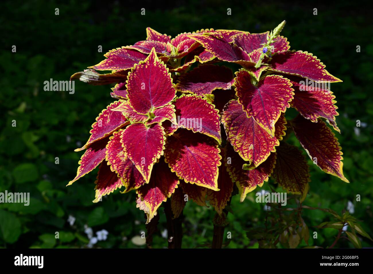 Top view of Coleus bushy woody based evergreen perennial decorative flowering plant with dark red leaves, belonging to the Labiatae family. Stock Photo